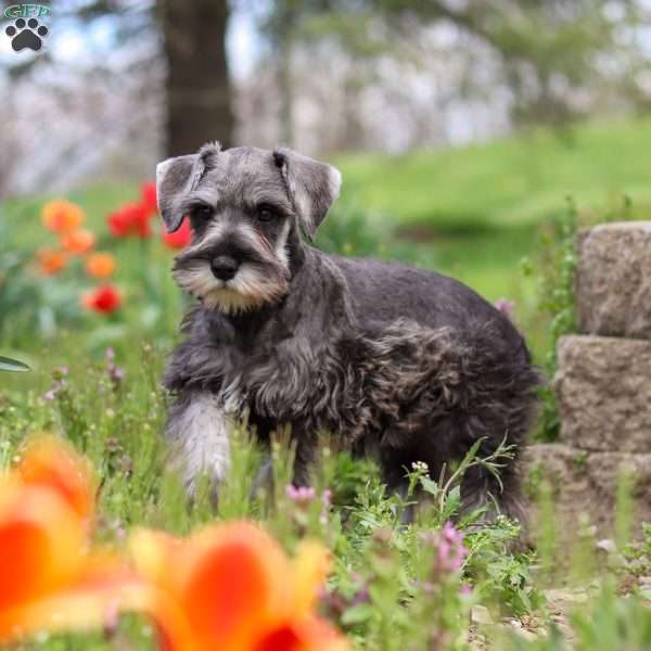 Quincy, Miniature Schnauzer Puppy